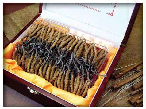 城关冬虫夏草回收